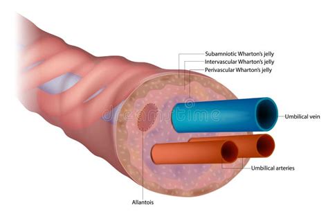 The Anatomy Of The Umbilical Cord Cross Sectional Diagram Of Human