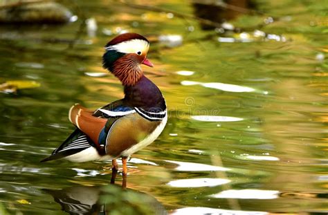 Pato De Mandarino Colorido Foto De Stock Imagem De Fundo