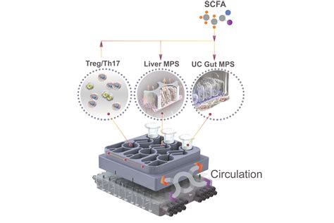 Using Organs On A Chip To Model Complicated Diseases Mit News