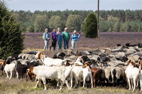 Geführte Heidewanderung Erika und ihre graue Gehörnte Heideregion Uelzen