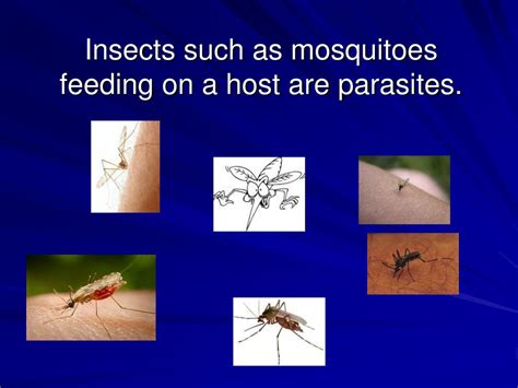 Ppt Competition Predation Symbiosis Mutualism Commensalism Or