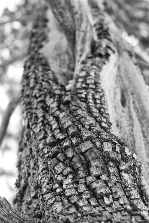 Kostenlose foto Baum Ast Schwarz und weiß Holz Fotografie Blatt