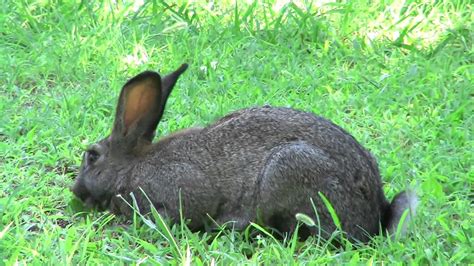 Rabbit In The Yard Greece Summer 2009 Youtube