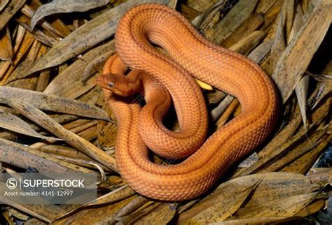 cuban wood snake or cuban dwarf boa tropidophis melanurus orange form ...