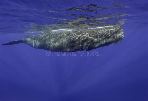 Male Sperm Whale stock image. Image of island, behavior - 83031567