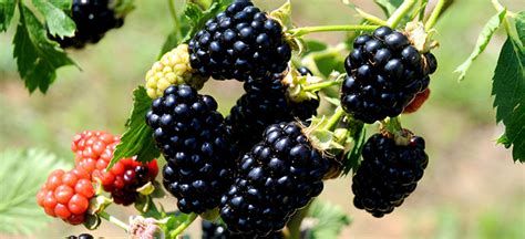 When Are Blackberries In Season