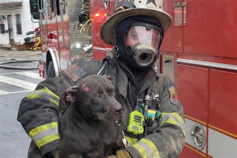 Firefighters Saving Dogs