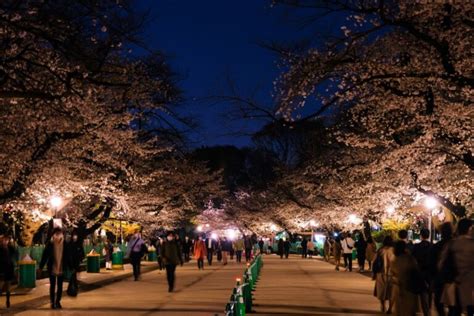 Ueno Park Cherry Blossom Festival Guide