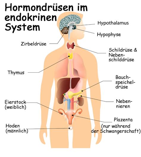 Endokrines System Bedeutung Drüsen Hormonausschüttung