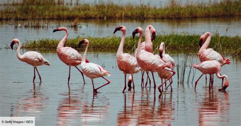 Pourquoi Les Flamants Sont Ils Roses Geofr