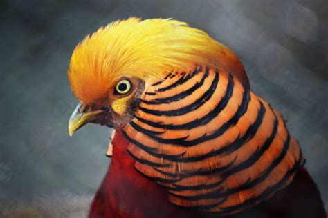 70+ Flying Quetzal Stock Photos, Pictures & Royalty-Free Images - iStock