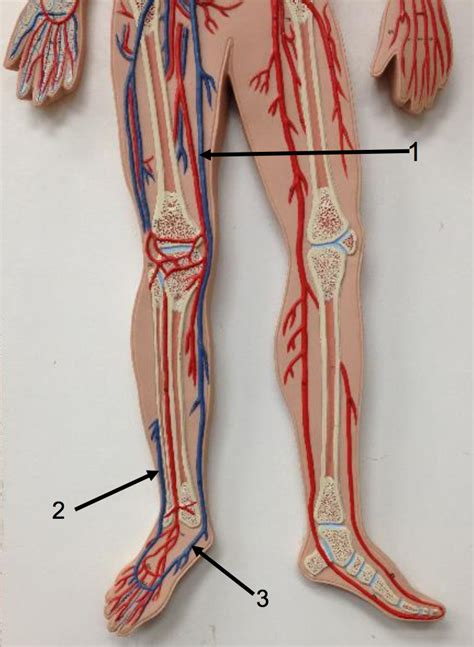 Veins Lower Right Limb Diagram Quizlet