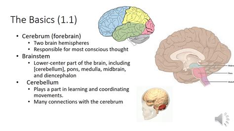 1 Intro To Brain And Behavior Youtube