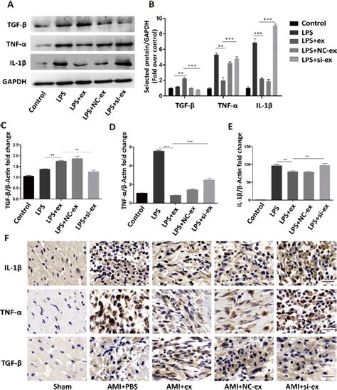 Hucmsc Ex Galectin 3 Promoted The Transformation Of Fibroblasts To An