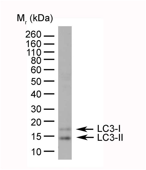 Anti Human Map Lc A B N Terminal Antibody Bio Rad