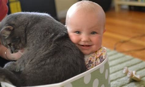 Funny Babies And Cats Playing Together #1| The Funny Animals