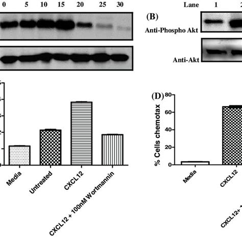 Expression Of Cxcr And Cxcr Receptors In Jurkat T Cells By Flow