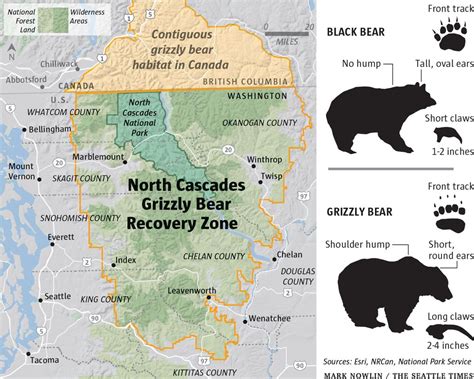 Feds Look Again At Reintroducing Grizzly Bears To North Cascades The