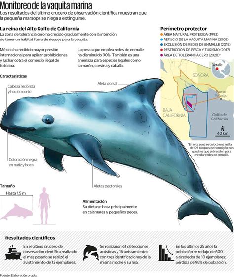 D A Internacional De La Vaquita Marina Cu Ntos Ejemplares Quedan En