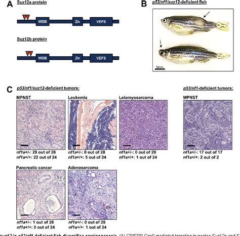 Figure From Suz Inactivation In P And Nf Deficient Zebrafish