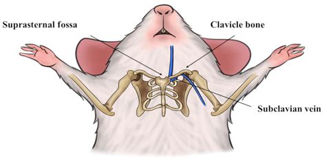 Blood Collection Through Subclavian Vein Puncture In Mice Article JoVE