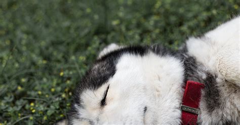 Husky Dog Sleeping on Grass · Free Stock Photo