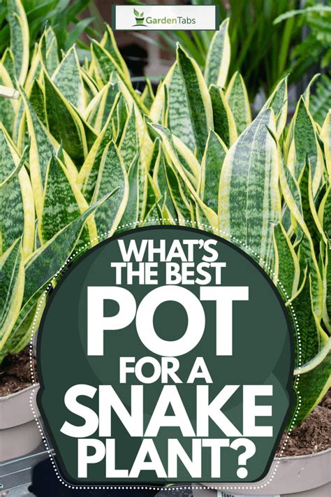 Whats The Best Pot For A Snake Plant