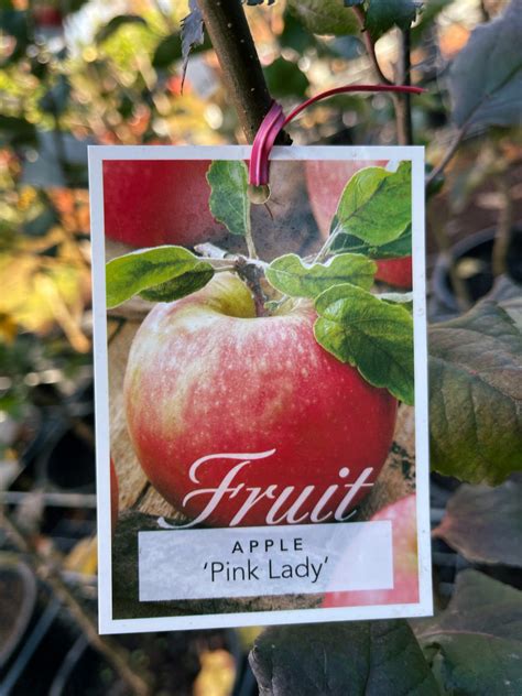 Apple Pink Lady — Rockbank Nursery