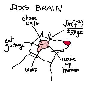 Dog Brain Facts, Structure, Anatomy √ DOGICA®