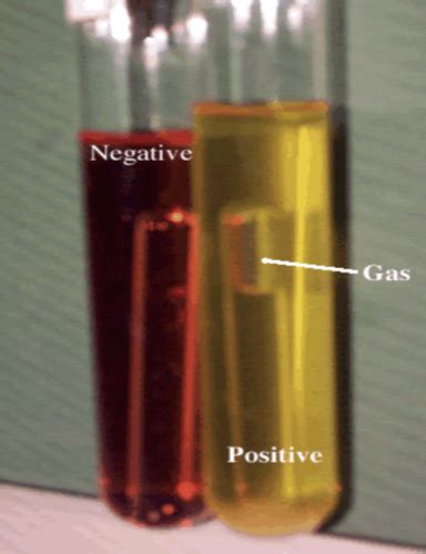 qualitative analysis  water lab flashcards quizlet