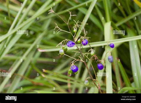 Exotic purple wild berries in a forest. nature background Stock Photo ...