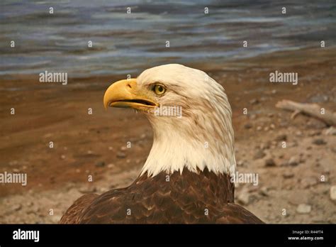 Bald Headed Eagle Stock Photo Alamy