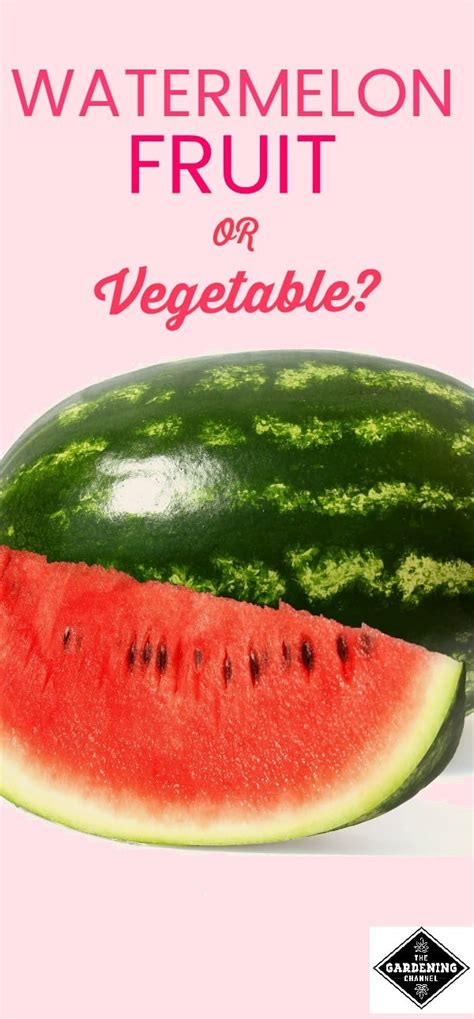 Watermelon Fruit Or Vegetable Gardening Channel