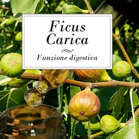 Ficus Carica Estratto Fluido Erbaflor