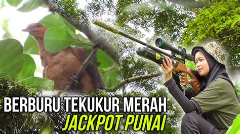 Berburu Burung Tekukur Merah Di Spot Favorit Youtube