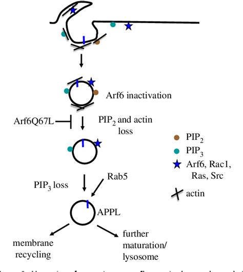 Macropinosome Formation Maturation And Membrane Recycling Lessons