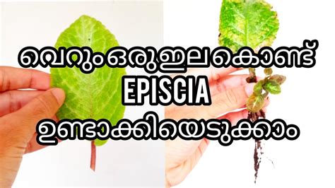 Episcia Plant Care In Malayalam Flame Violet Episcia Propagation In