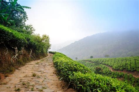 Tea Plantations Around Munnar Tea Estate Hills In Kerala Stock Photo