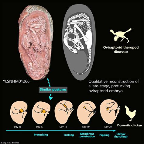 Fossils Exquisitely Preserved Dinosaur Embryo Discovered Inside A 72