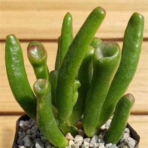 Et Fingers Shrek Ears Crassula Ovata Gollum Jade Crassula Ovata