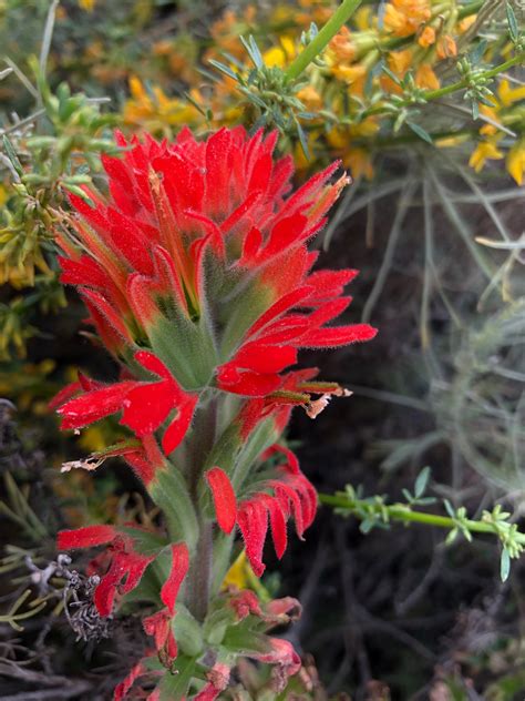 Indian Paintbrush Flower Seed Castilleja Affinis Starfish Honey