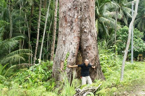 Our Philippine Trees The Surigao Giant