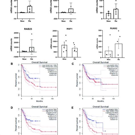 Expression Levels Of Mir 154 5p Targets Are Potentially Regulated By