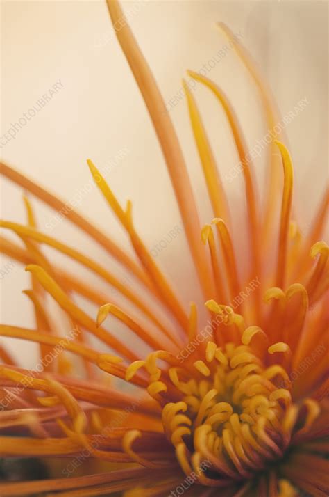 Chrysanthemum Chrysanthemum X Morifolium Flower Stock Image C