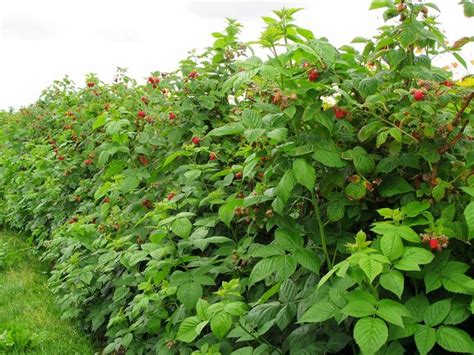 How To Grow And Care Or Wild Raspberry Raspberry Bush Rasberry