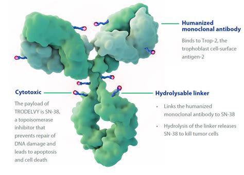 Advances In TROP 2 Directed ADCs Biopharma PEG