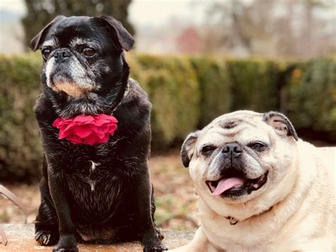 Snub Nosed Pet Travel Two Pugs Move To Germany Petrelocation