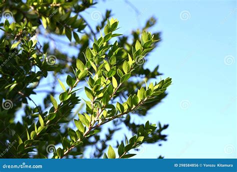 Myrtle Myrtus Communis Tree Myrtaceae Ebergreen Shrub Stock Photo