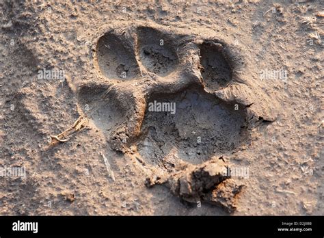 Snow Leopard Paw Print Outline