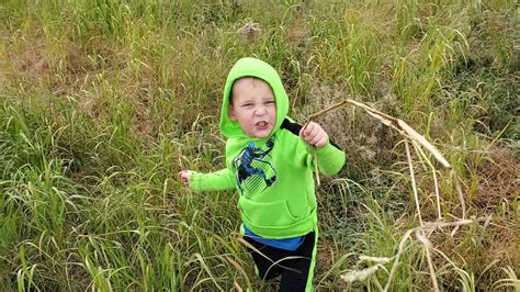 1st Year Shawnee Switchgrass Youtube